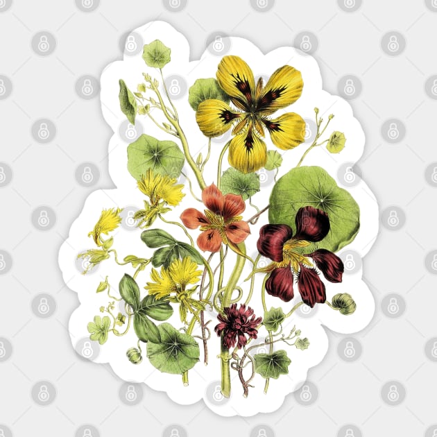 Blooming Nasturtium Flowers Bunch Sticker by Biophilia